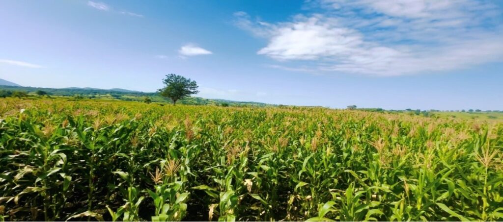 Action for Development - Resilient Livelihoods